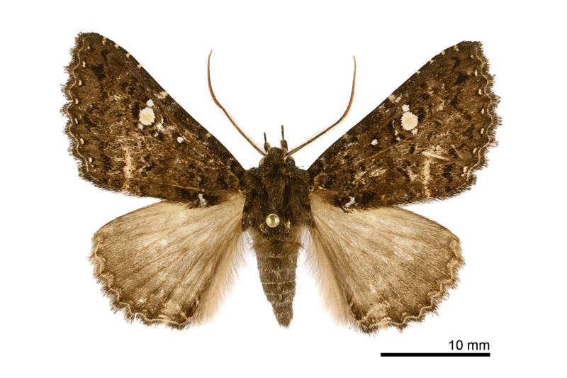 Hypersypnoides formosensis Male